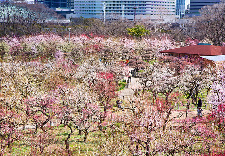 來去大阪城公園的梅林感受春天氣息吧 Osaka Metro Nine