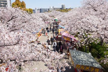 Cherry blossom viewing at the Japan Mint