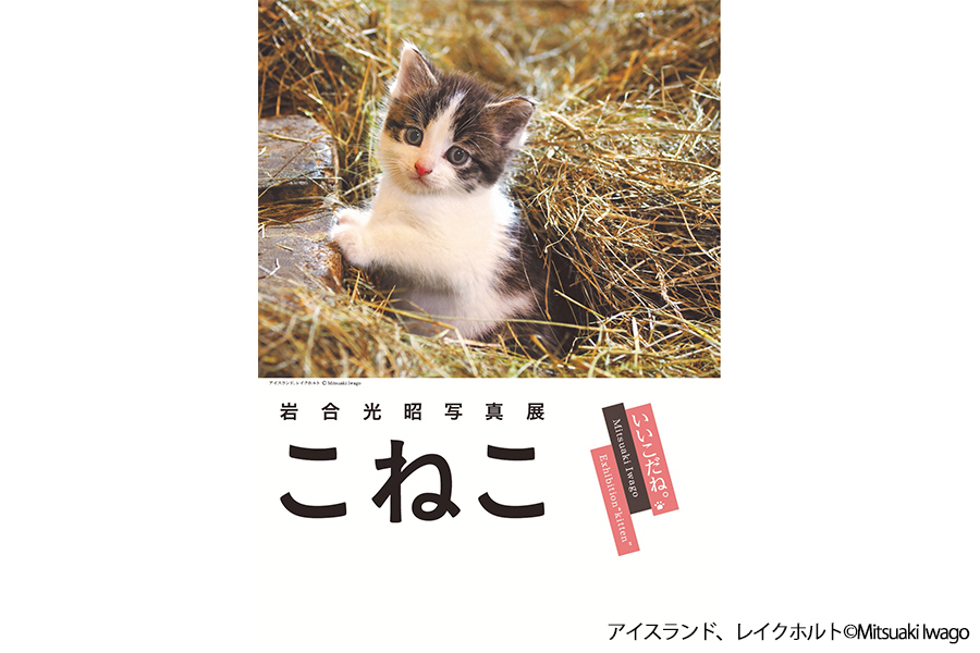 岩合光昭写真展「こねこ」 | Osaka Metro NiNE