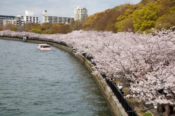毛馬櫻之宮公園　櫻花季