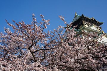 Cherry blossoms at Osaka Castle Park