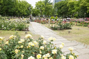 靭公園玫瑰園
