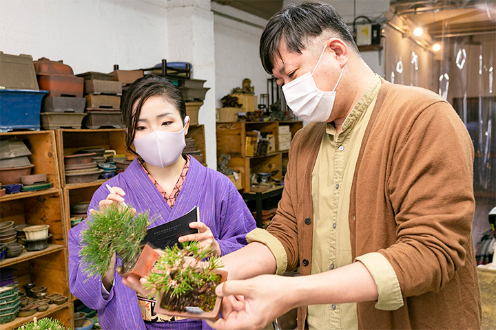 Kuromatsu bonsai at different age