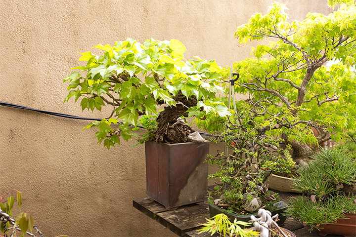 This ivy Bonsai was the beginning of everything for Miyazaki-san.