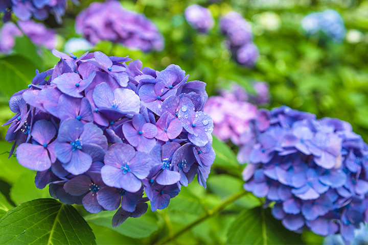 Osaka’s Parks in the Rainy Season