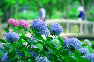 長居植物園　繡球花節
