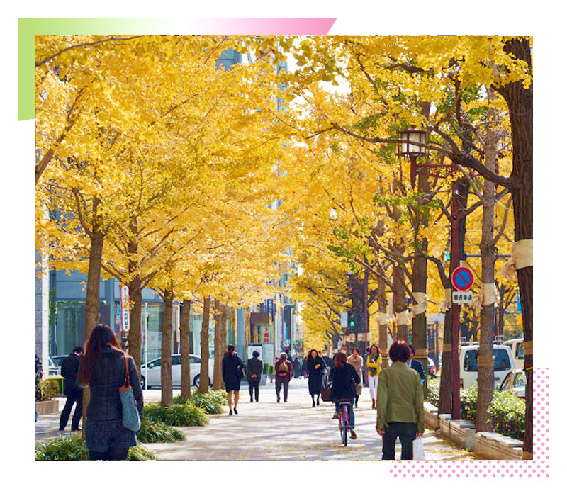 osaka-sightseeing-ginkgo Fall Foliage in Osaka – Midosuji’s Golden Gingko Trees –