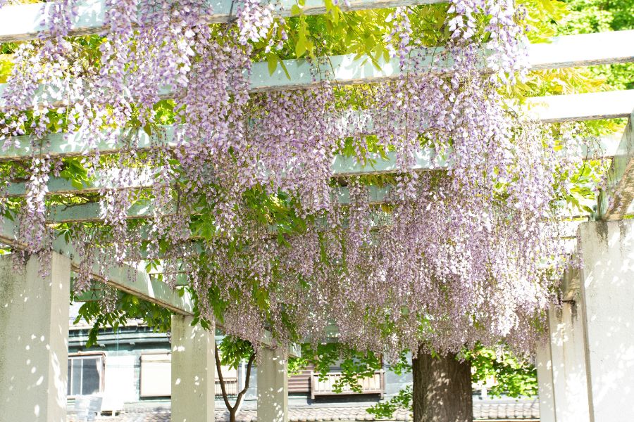 Noda Wisteria Tour 2026 | Osaka Metro NiNE