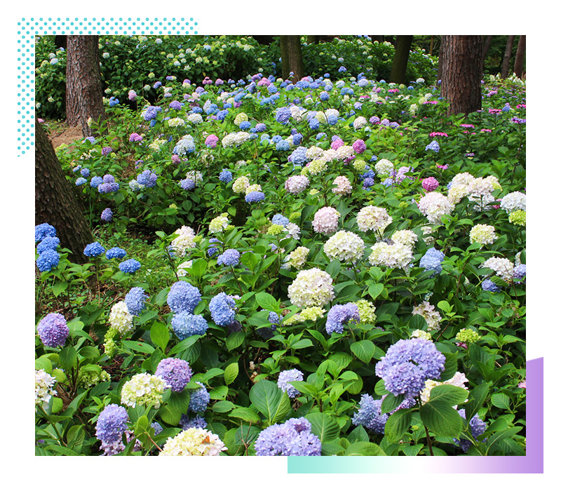 Osaka’s Top Nature Areas in the Rainy Season