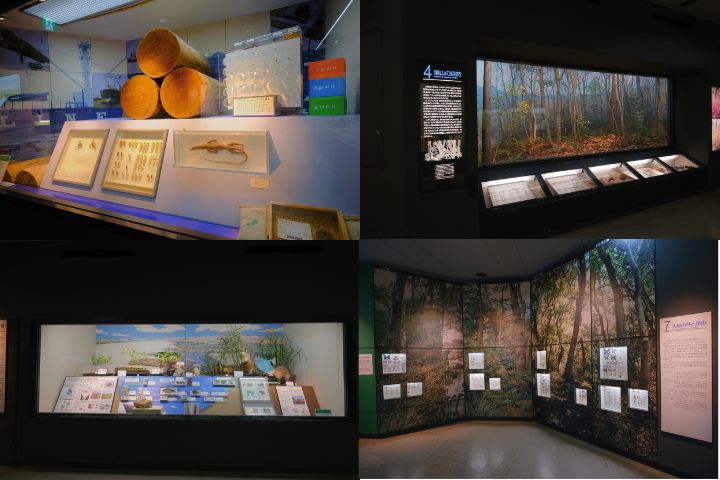 大阪市立自然史博物館：第１展示室