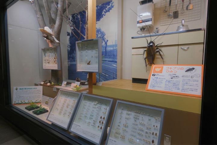 大阪市立自然史博物館：第１展示室