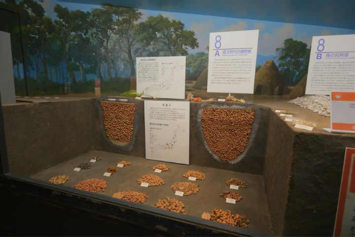 大阪市立自然史博物館：第１展示室