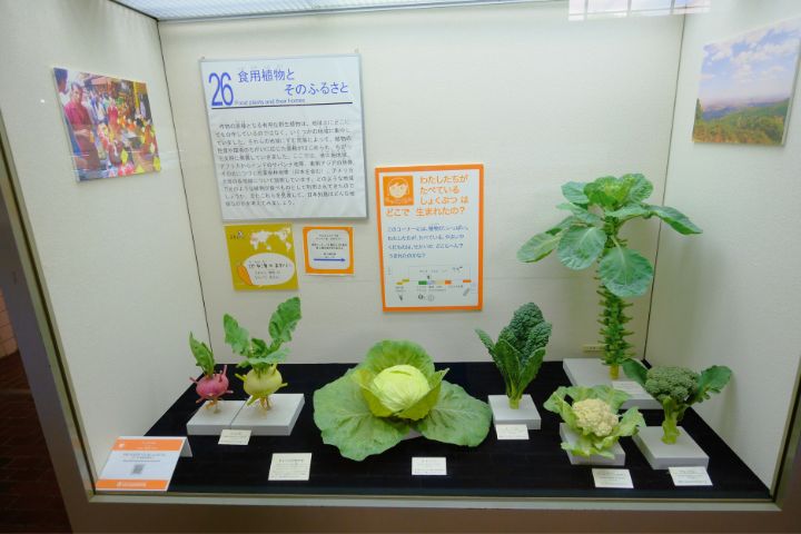 大阪市立自然史博物館：第4展示室