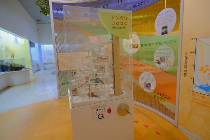 大阪市立自然史博物館：第５展示室