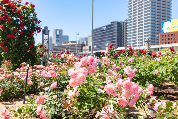 osaka-rose-garden
